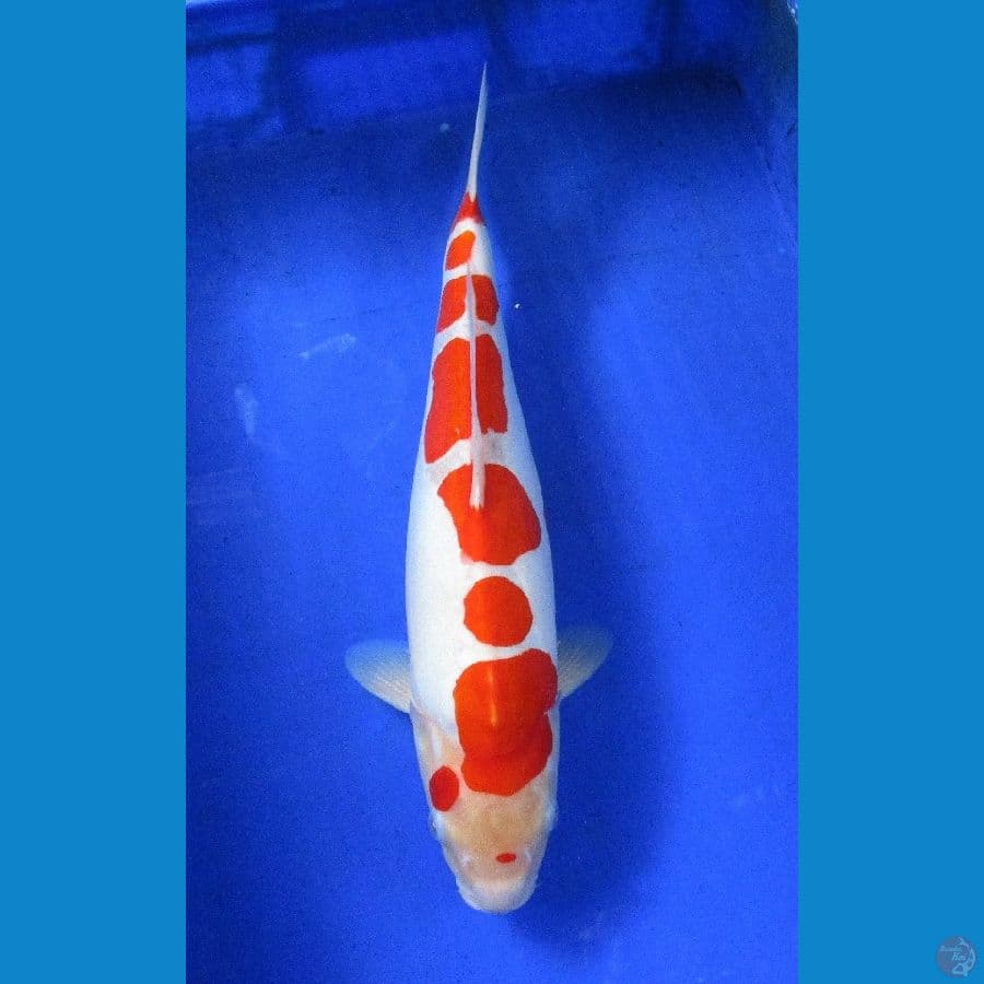 Doitsu kohaku ±40cm