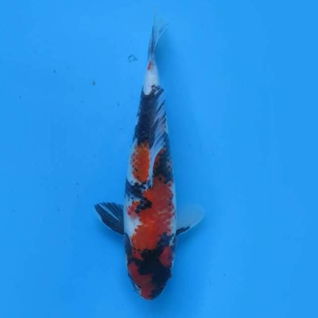 Showa sanshoku 25cm
