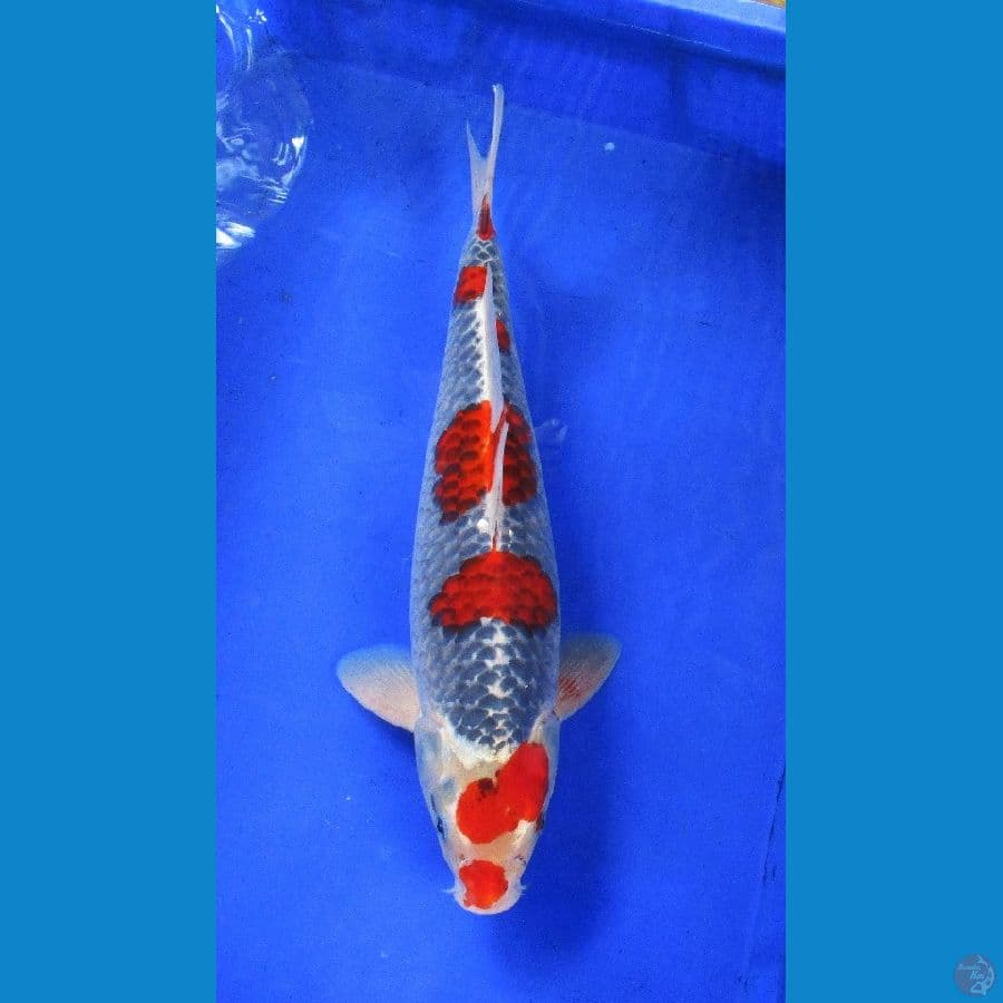 Goshiki ±41cm jantan