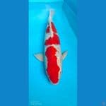 62cm red ghosiki 