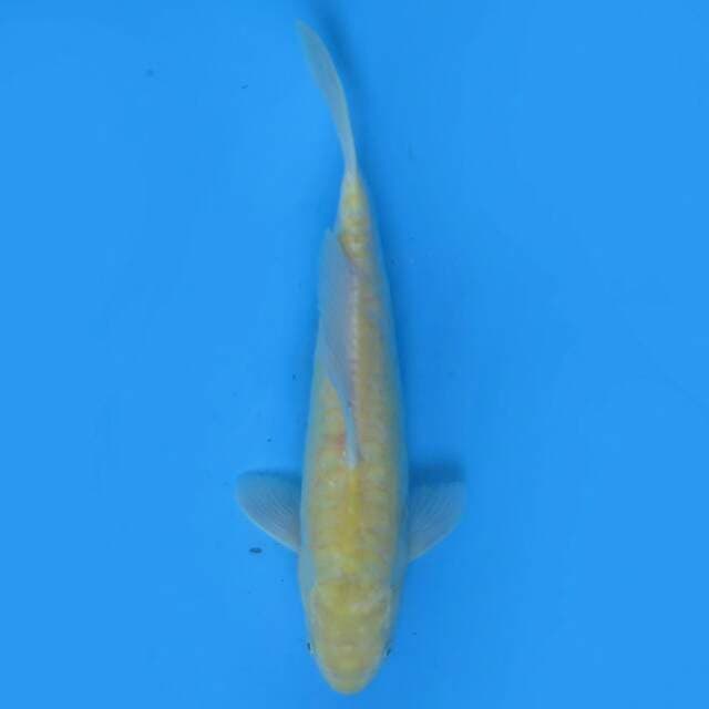 Karasi 28cm