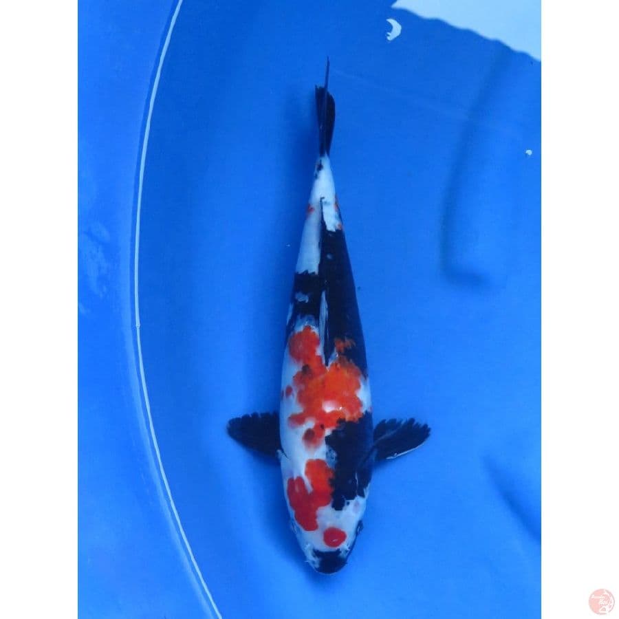 34cm , Red Showa
