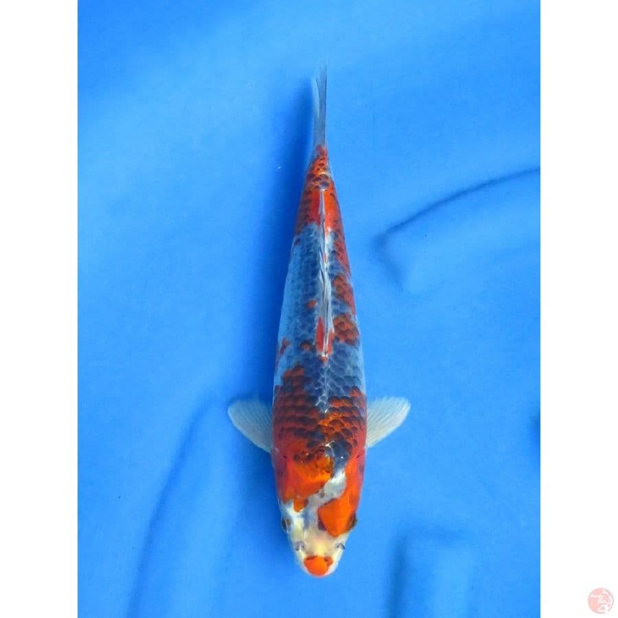 29cm , Goshiki F1