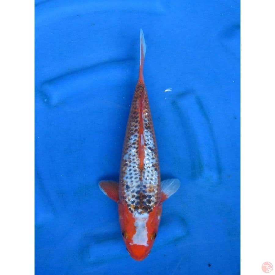36cm , Unique 