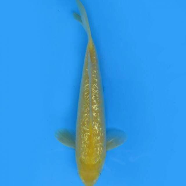 Karasi ginrin 28cm