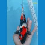 showa 24 cm