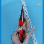 showa 24 cm