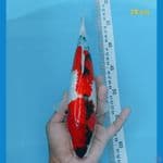 showa ginrin 28 cm