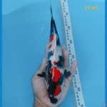 maruten kindai 27 cm