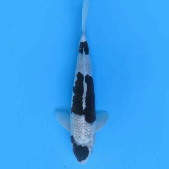Budo goromo 35cm