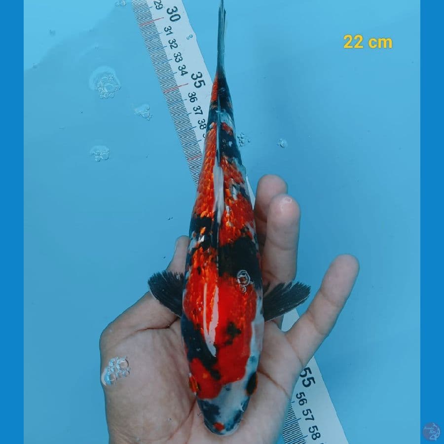 showa ginrin 22 cm