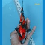 showa ginrin 22 cm