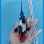 tancho showa ginrin 23 cm