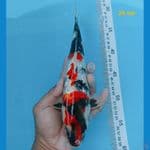showa ginrin 26 cm