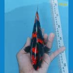 hi showa ginrin 24 cm