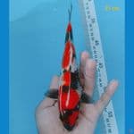 showa 21 cm