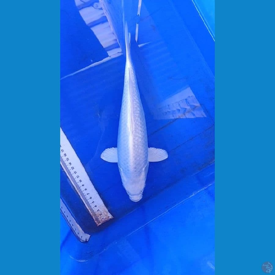 platinum ginrin punuk unta 34cm