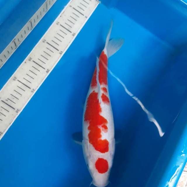 Kohaku Hight quality