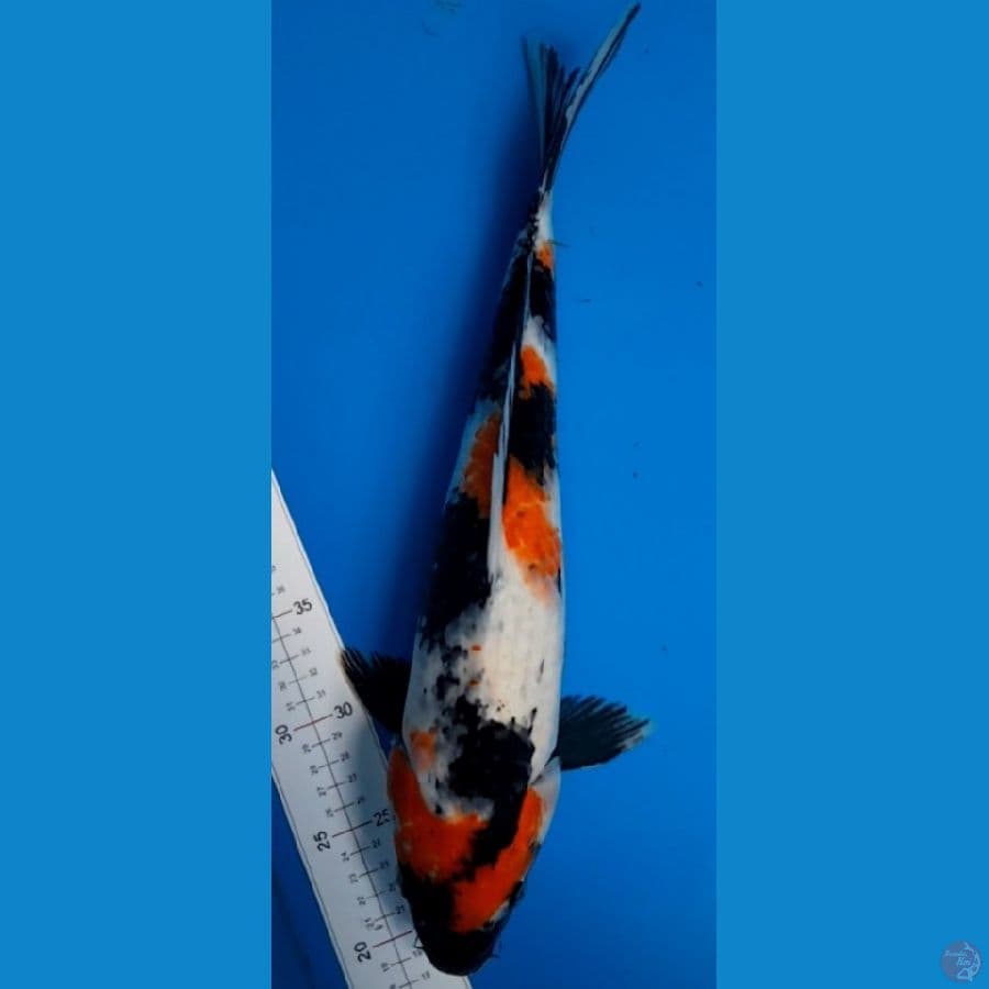 showa 40cm
