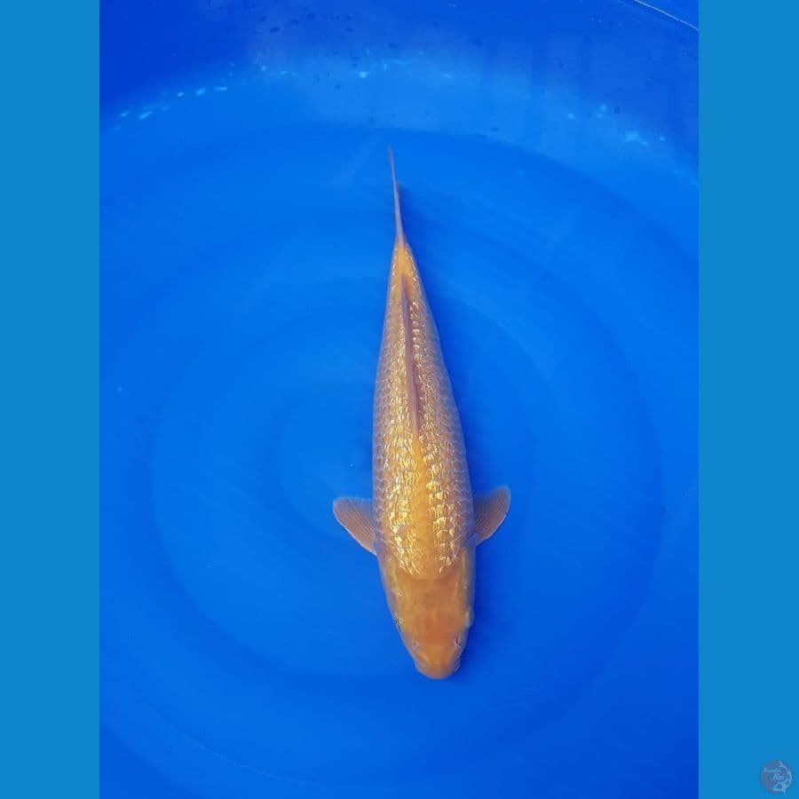 Karasi fuull ginrin 34cm male HQ