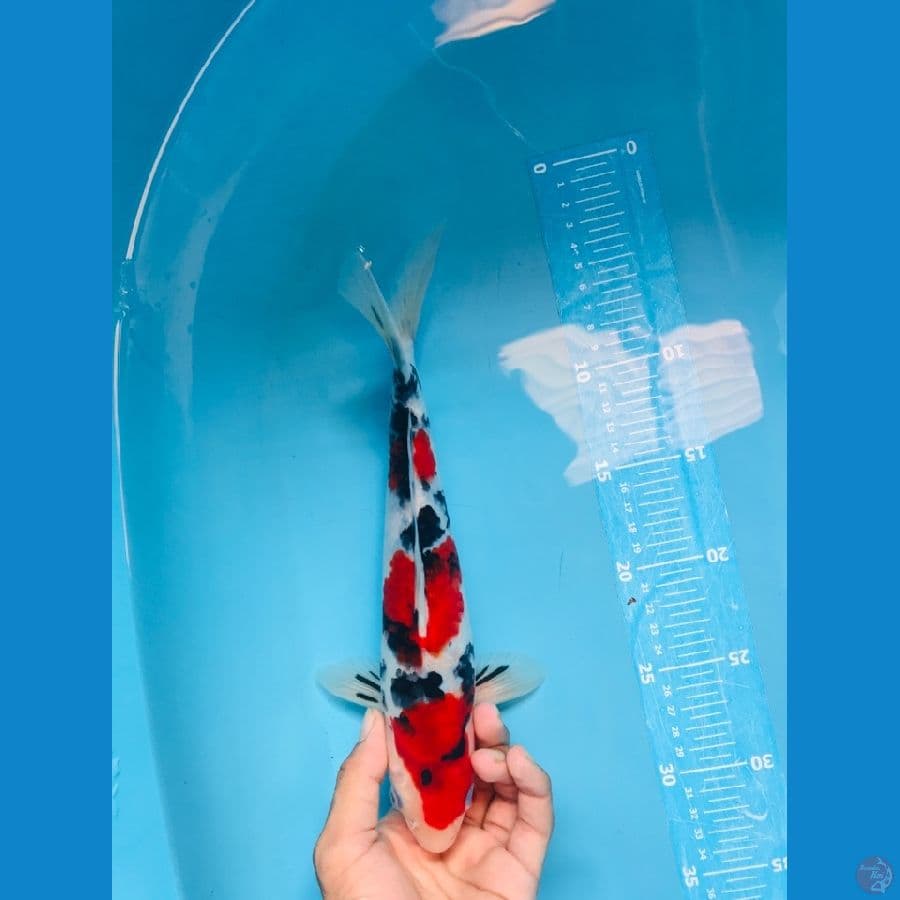 SANSHOKU 30cm