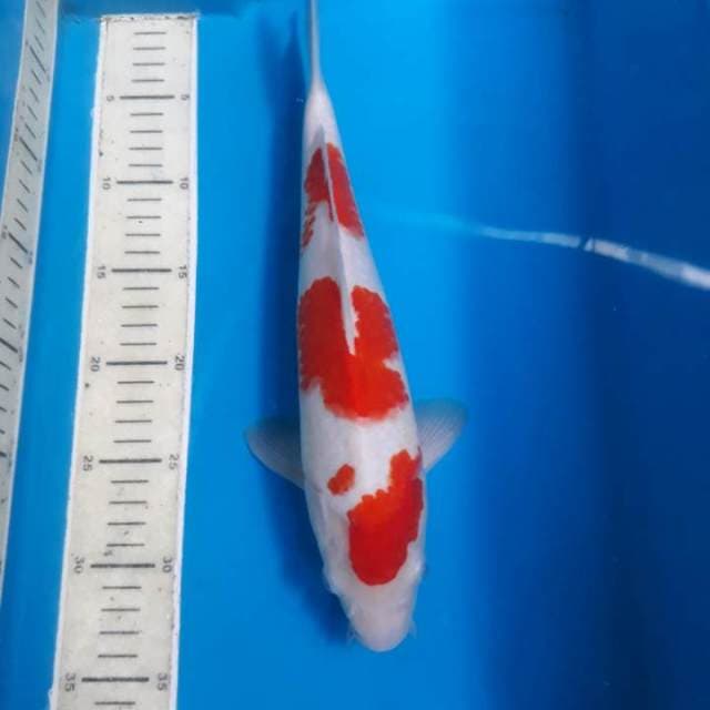 Kohaku istimewa