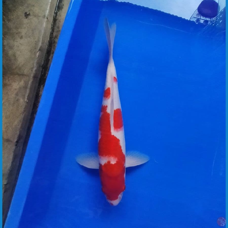 KOHAKU 34 CM