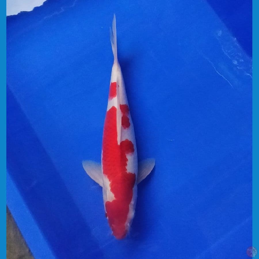 KOHAKU 33 CM