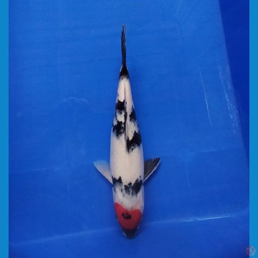 TANCHO SHOWA 31 CM