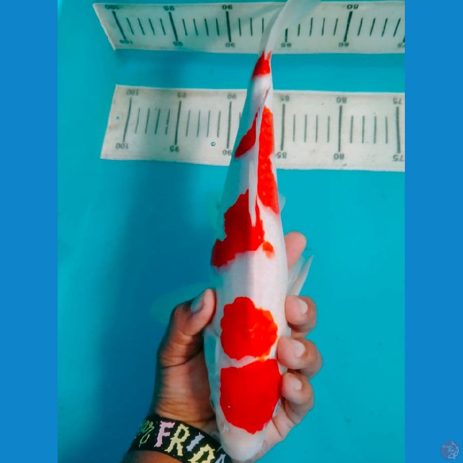 Kohaku Maruten Original SQ 32cm????