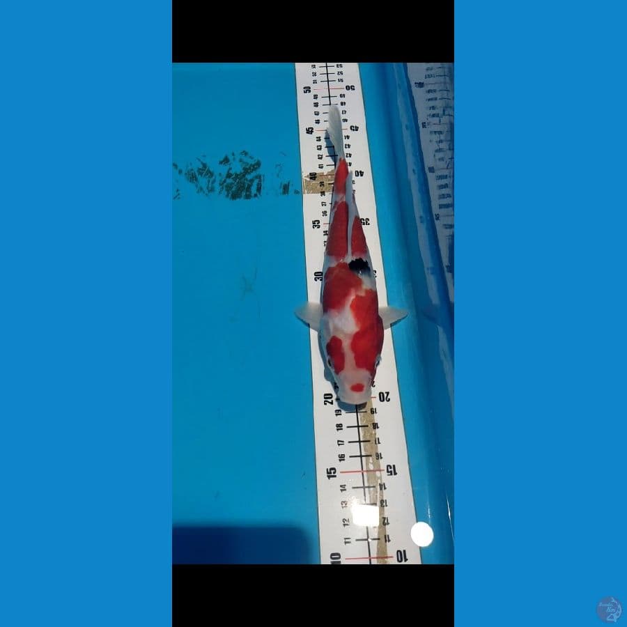 Showa Tategoi 25cm Merah