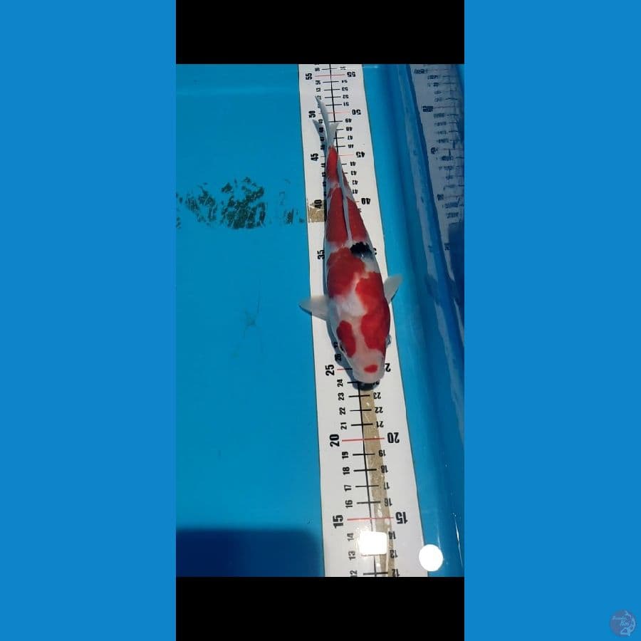 Showa Tategoi 25cm Merah