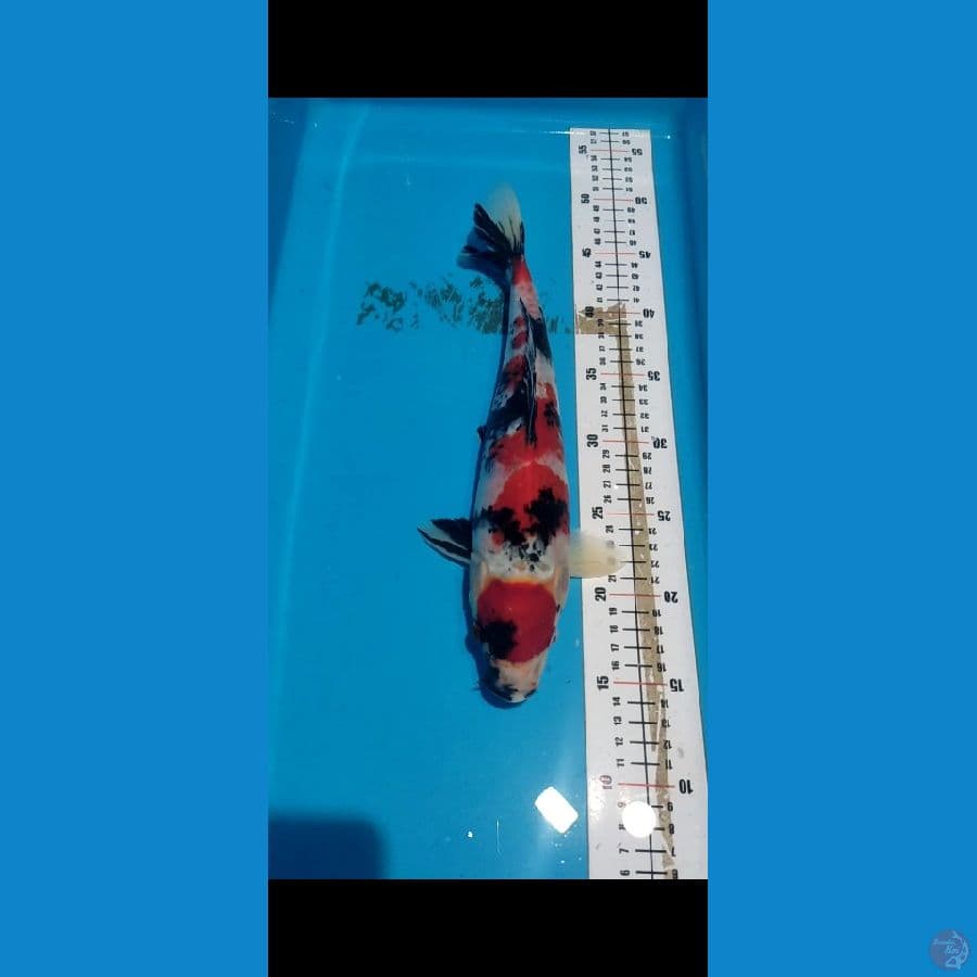 Maruten Showa 35cm