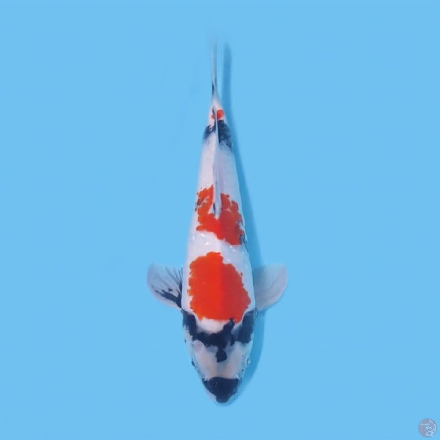 SHOWA 33CM - MALE