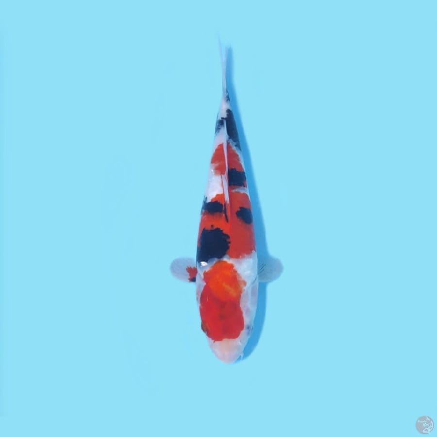 SHOWA 28 CM - FEEMALE