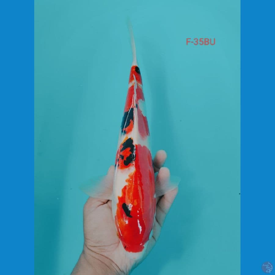 SHOWA 35CM