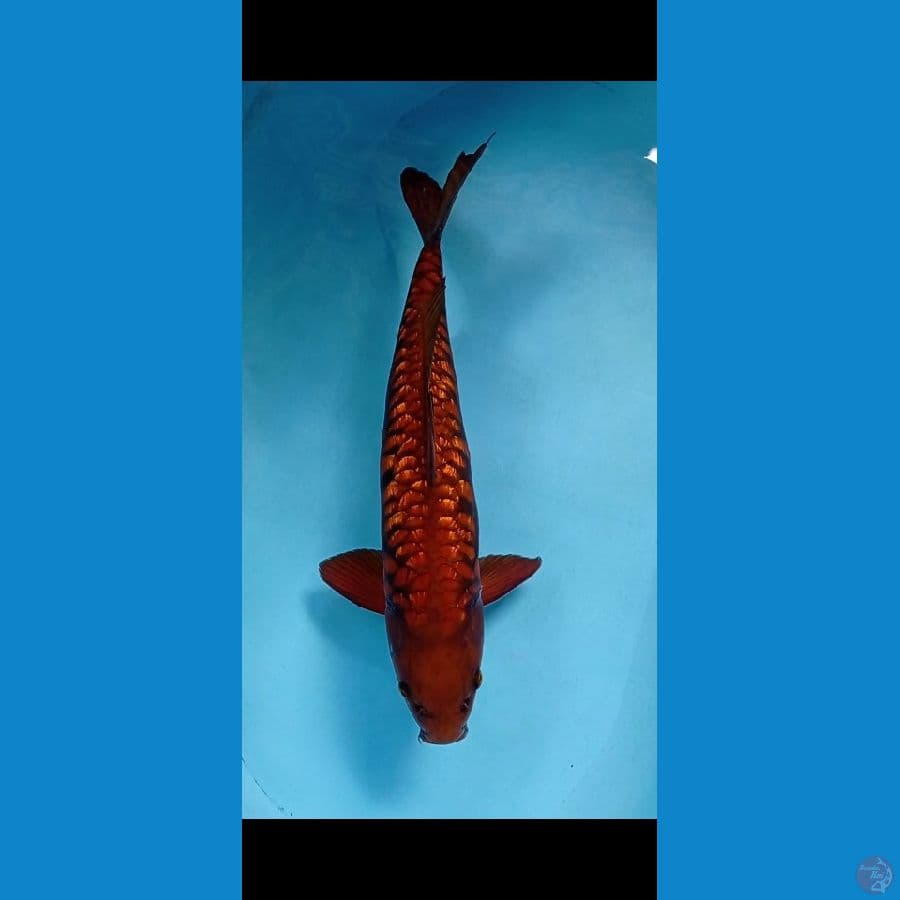 CHAGOI GOLD DRAGON GINRIN 52 cm / Male