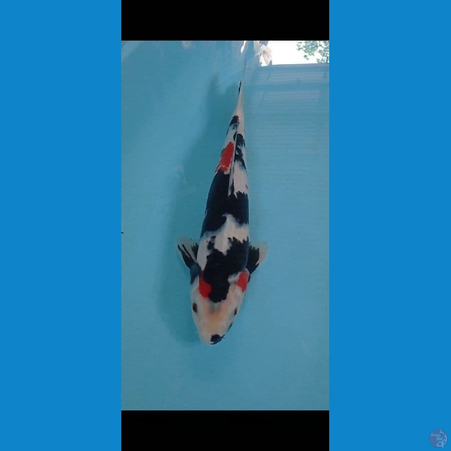 SHOWA SANSHOKU 35 CM
