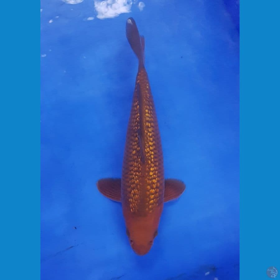 Chagoi tembaga ginrin 30 cm