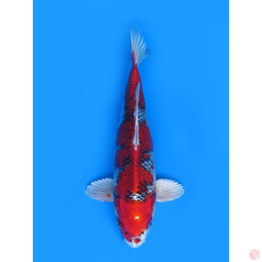 40cm , Red Male Kujaku