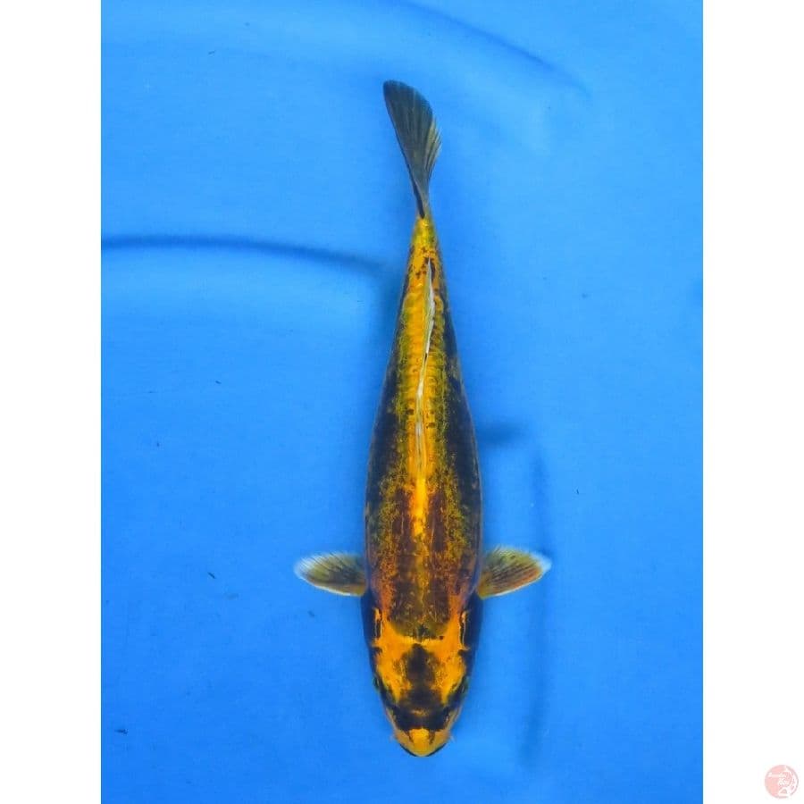 30cm , Unique Kin Kabuto Doitsu