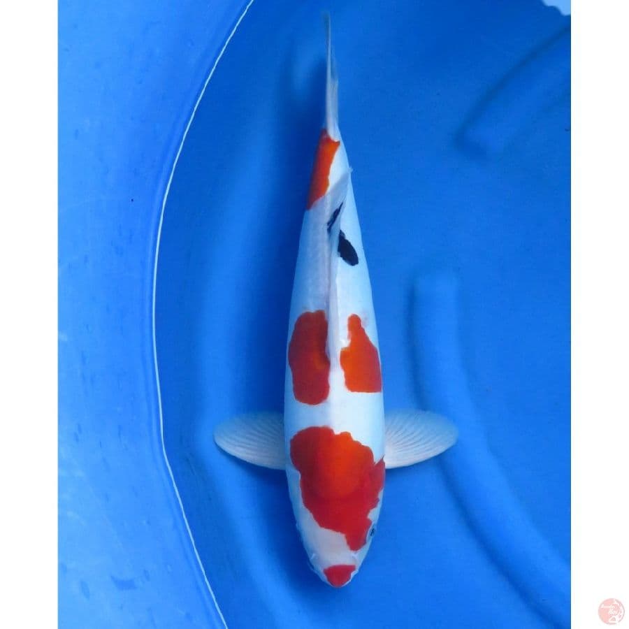 44cm , Evolution - Jumbo Sanke Doitsu HQ ,