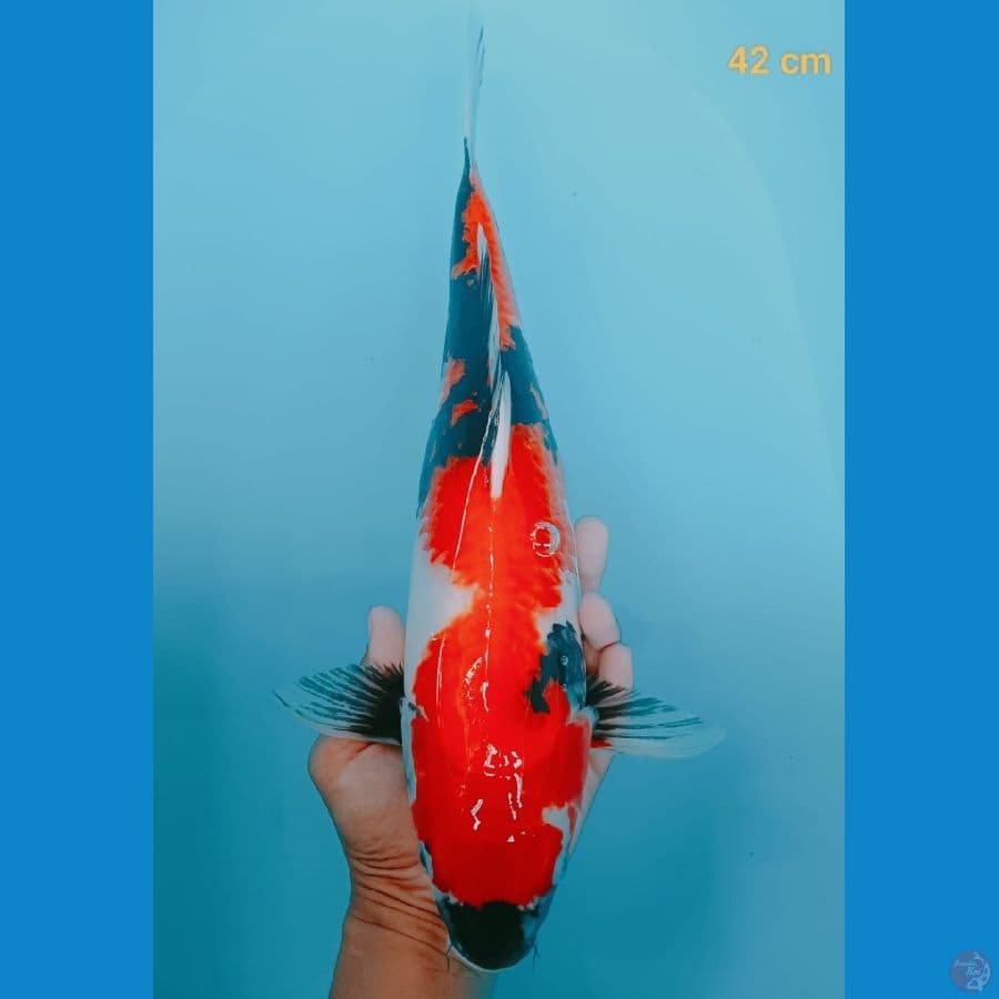 SHOWA F1 42 cm
