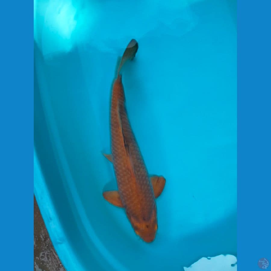 Cagoi Caramel 45cm