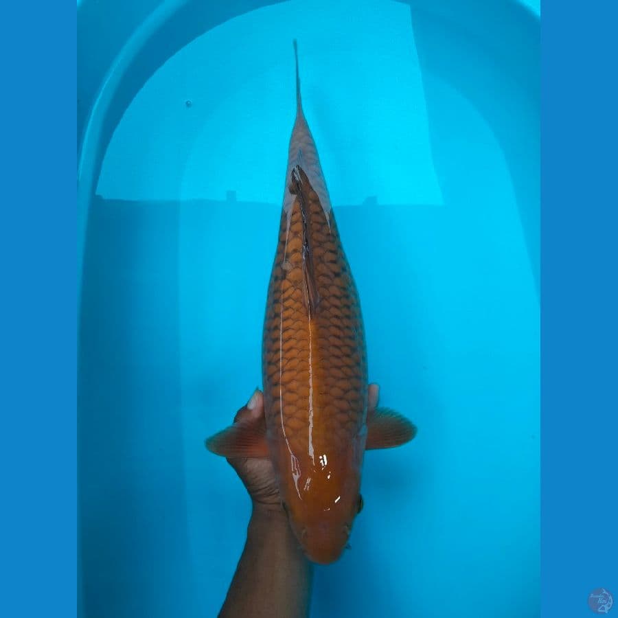 Cagoi Aragoke 45cm
