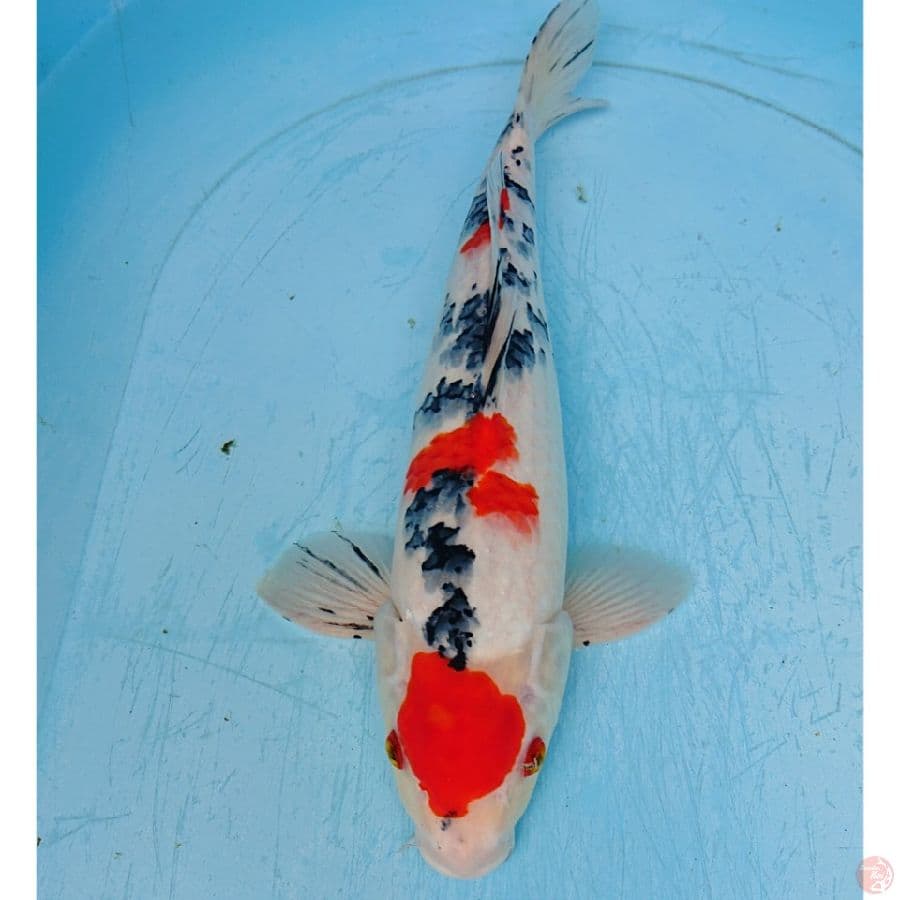 SANKE 38 CM 