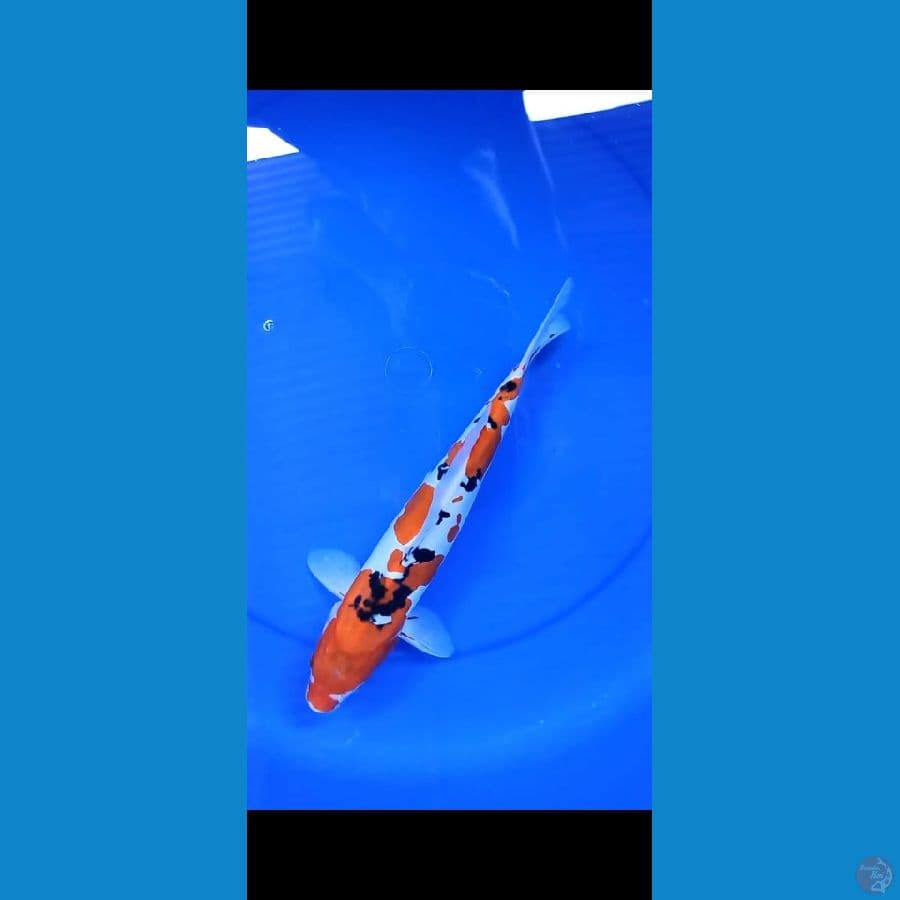 Sanke doitsu 31 cm Male 