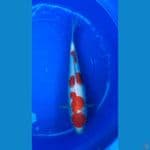 maruten kohaku