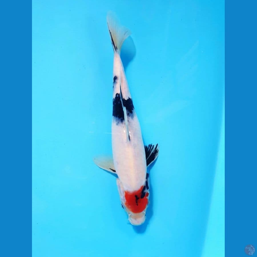tancho showa original 25cm