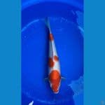kohaku f1 munuk